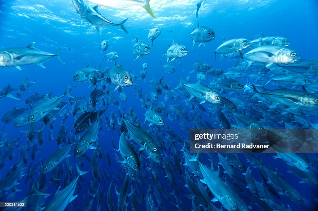 School of big eye trevallies, Cocos Island National Park, Puntarenas Province, Costa Rica