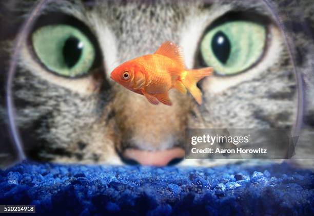 cat staring at goldfish - animals funny stockfoto's en -beelden