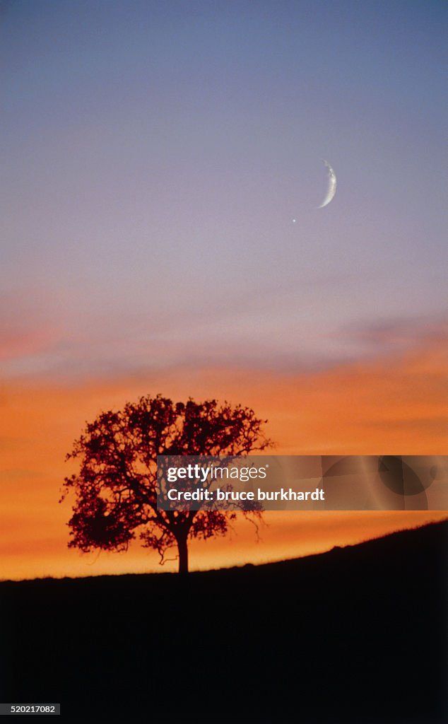 Oak Tree at Sunset