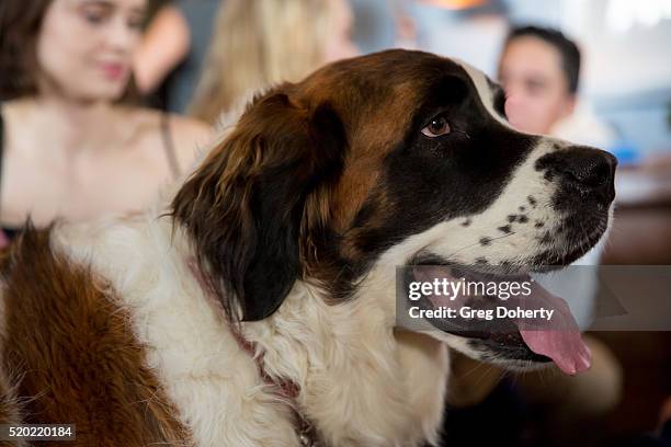 Actress Madeleine Coghlan and the St Bernard Dorothy, pose for a picture at the Barkfest at Palihouse Holloway on April 9, 2016 in West Hollywood,...