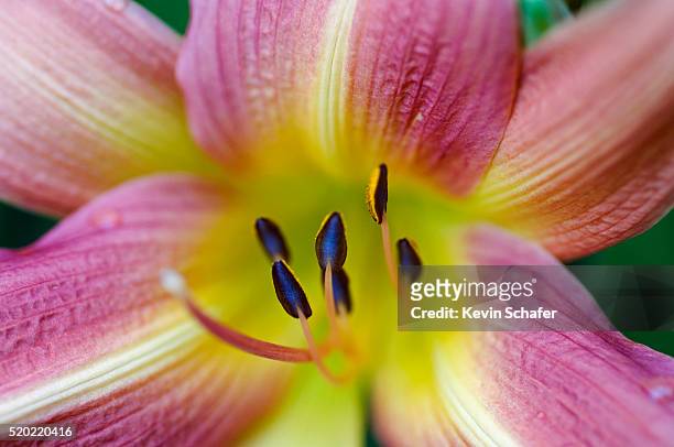 close-up of a daylily - anther stock pictures, royalty-free photos & images