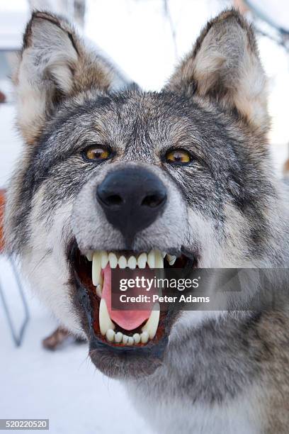 snarling gray wolf - 牙 ストックフォトと画像