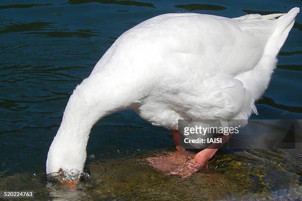 white goose playing the ostrich - head in the sand ostrich stock pictures, royalty-free photos & images