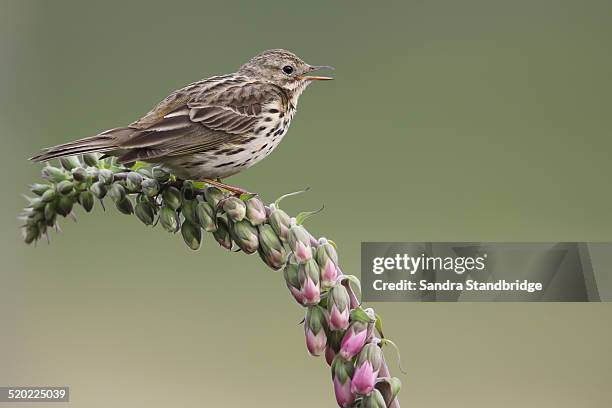 a meadow pipit perched on a foxglove flower. - digitalis alba stock pictures, royalty-free photos & images