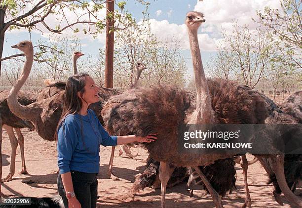 Ostrich rancher Tonya Wiliamson stands among her ostriches at her ranch in Tulerosa, New Mexico, 03 April. She has 200 birds on two acres and says...
