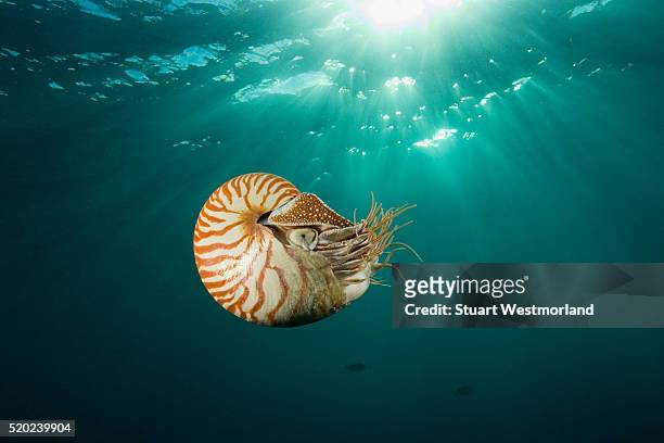 chambered nautilus - nautilus stockfoto's en -beelden