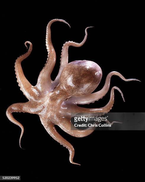 octopus - zoology fotografías e imágenes de stock