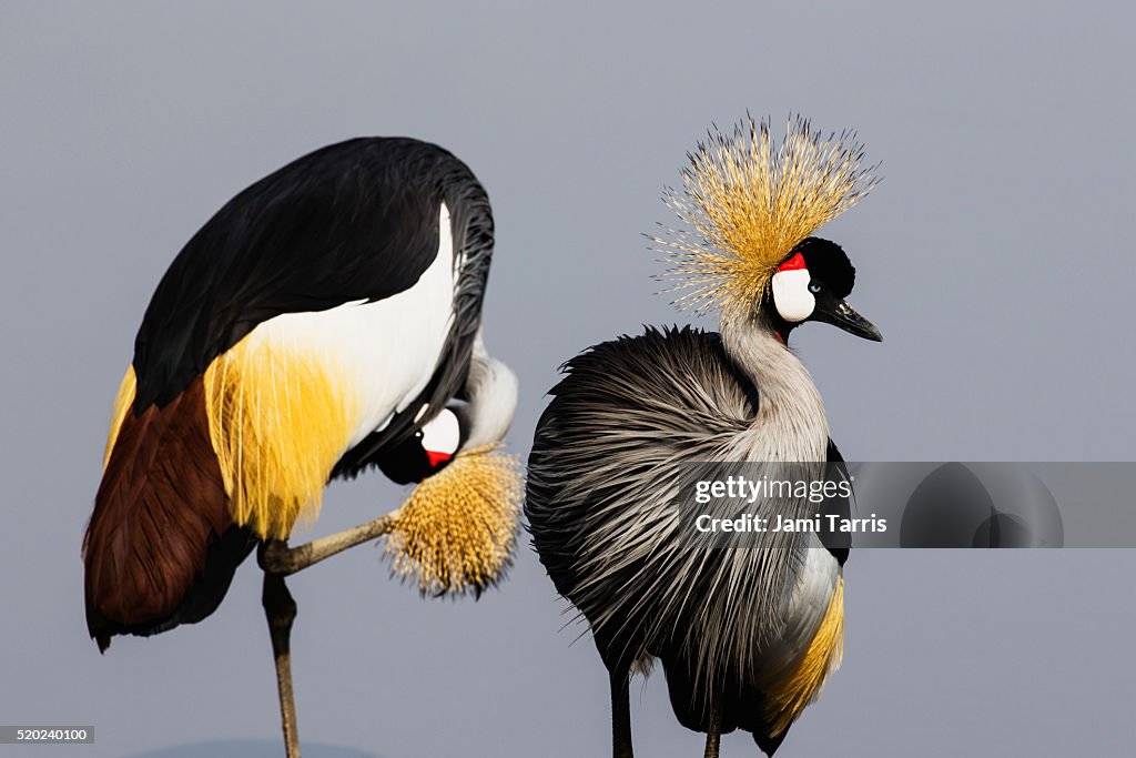 A portrait of a crowned crane