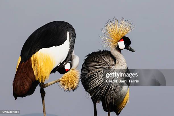 a portrait of a crowned crane - grey crowned crane stock pictures, royalty-free photos & images