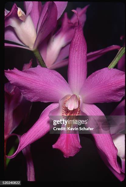 close-up of laelia gouldiana bloom - laelia stock pictures, royalty-free photos & images