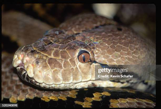 Reticulated Python Foto e immagini stock - Getty Images