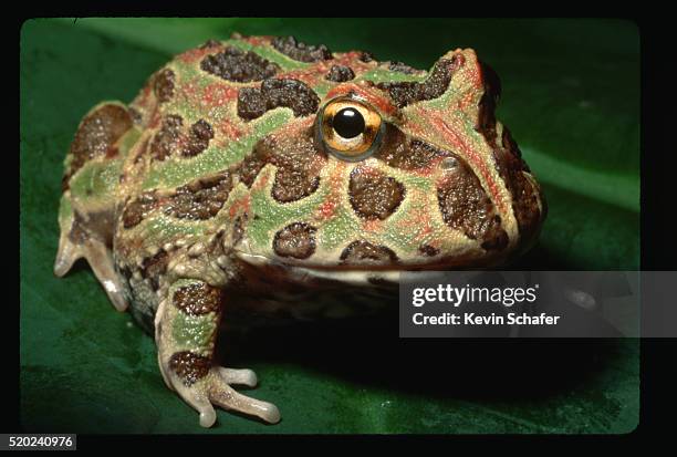 close-up of ornate horned frog - horned frog stock pictures, royalty-free photos & images