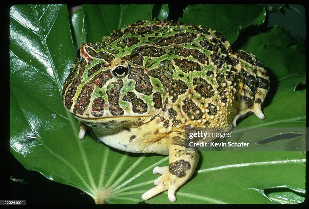 Portrait of Ornate Horned Frog on Leaf
