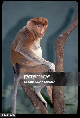 Proboscis Monkey High-Res Stock Photo - Getty Images