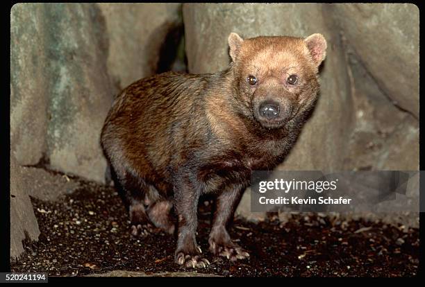 bush dog - bush dog stock pictures, royalty-free photos & images