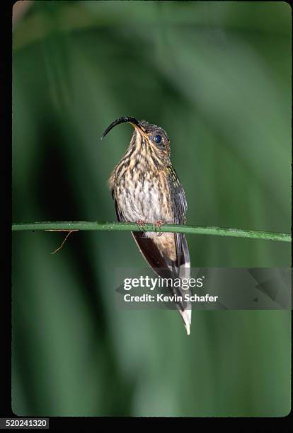 sickle-billed hummingbird - white tipped sicklebill stock pictures, royalty-free photos & images