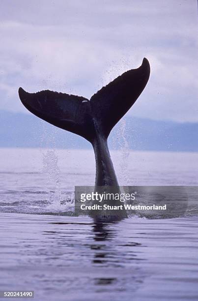 humpback whale tail - aleta de cola aleta fotografías e imágenes de stock