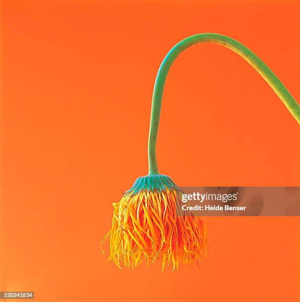 drooping flower - inarcare la schiena foto e immagini stock