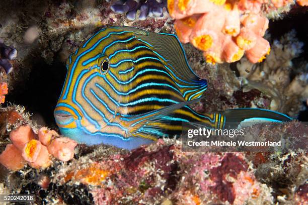 juvenile blue triggerfish (pseudobalistes fuscus), palau, micronesia. - trigger fish stock pictures, royalty-free photos & images