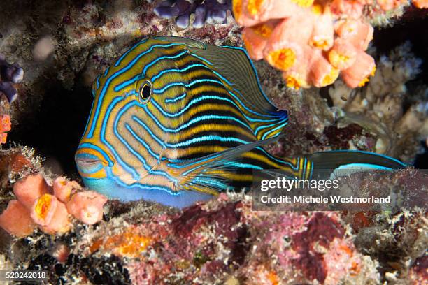 juvenile blue triggerfish (pseudobalistes fuscus), palau, micronesia. - peixe porco imagens e fotografias de stock