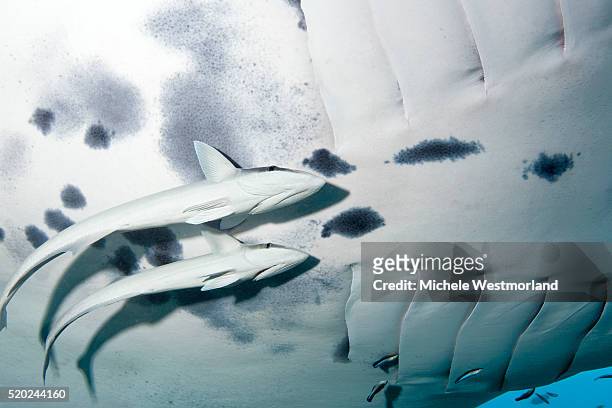 remoras and manta ray, maldives - remora fish stock pictures, royalty-free photos & images