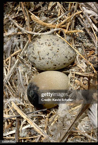 california gull's eggs - gaviota de california fotografías e imágenes de stock