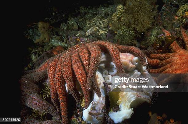 feeding sunflower sea star - giant octopus stock pictures, royalty-free photos & images