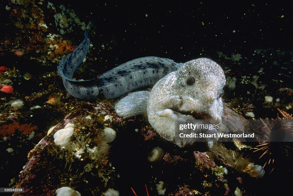 Large Wolf-Eel