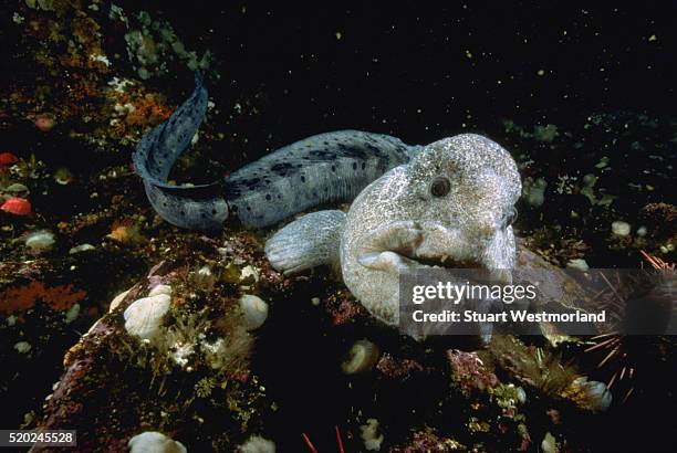 large wolf-eel - wolf eel stock pictures, royalty-free photos & images