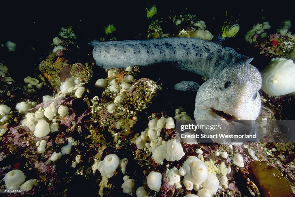 Large Wolf-Eel
