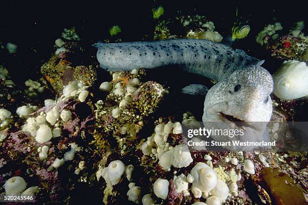 large wolf-eel - wolf eel stock pictures, royalty-free photos & images