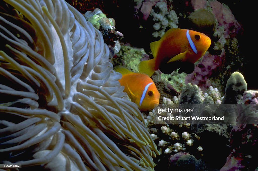 Clownfish in Anemone