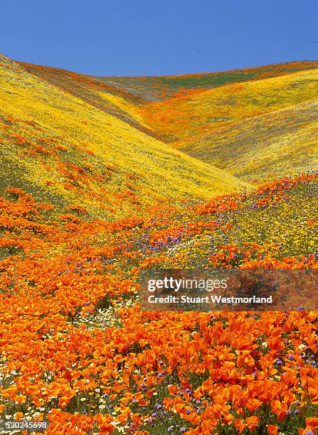 flower-filled meadow - antelope valley poppy reserve stock pictures, royalty-free photos & images