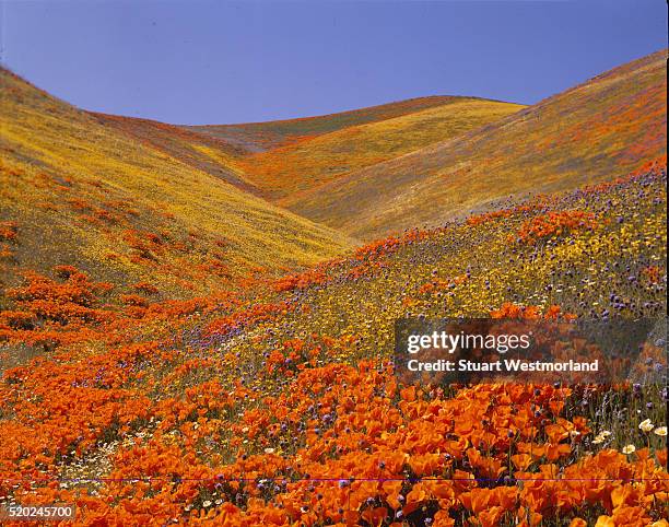 california poppies - antelope valley poppy reserve stock pictures, royalty-free photos & images