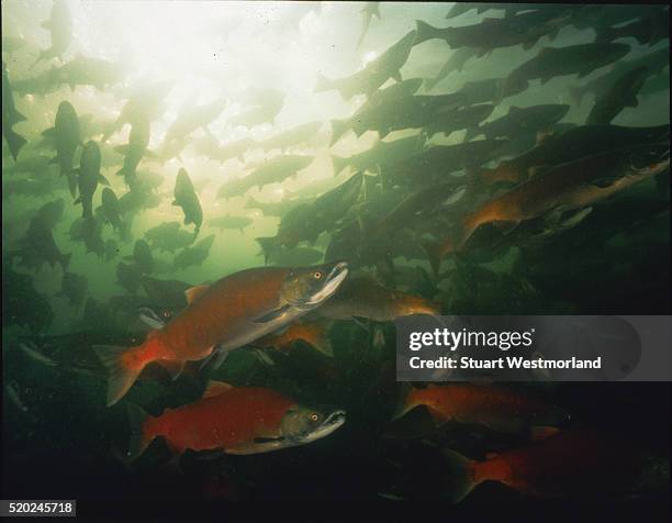 sockeye salmon in shushwap lake, british columbia - salmão vermelho - fotografias e filmes do acervo
