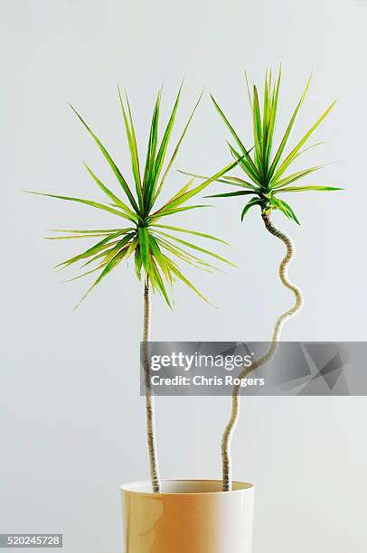 straight and curvy houseplants - dracaena draco stock pictures, royalty-free photos & images