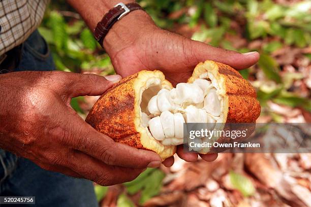 farmer holding trinitario variety of cacao - cacao beans stock pictures, royalty-free photos & images