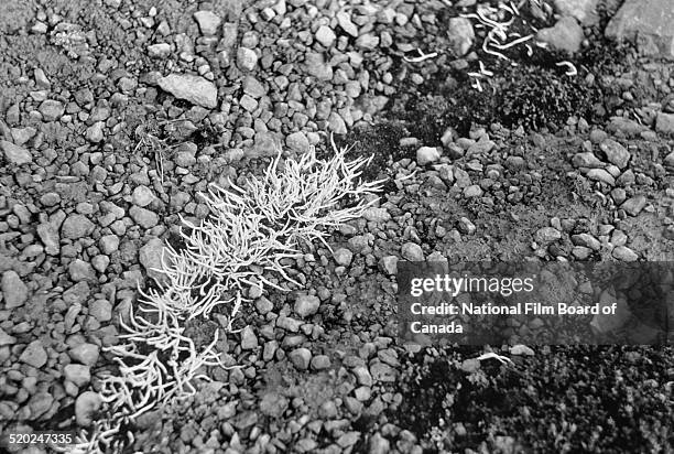 Ground-level view of some of the plant life on one of the Queen Elizabeth Islands in the Canadian Arctic Archipelago, Canada, 1958. The photo was...