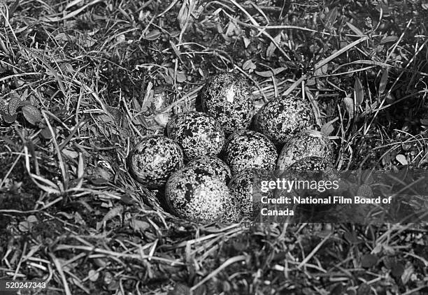 Ground-level view of a bird nest in a treeless plainon one of the Queen Elizabeth Islands in the Canadian Arctic Archipelago, Canada, 1958. The photo...