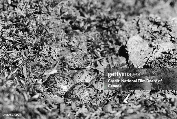 Ground-level view of a bird nest in a treeless plainon one of the Queen Elizabeth Islands in the Canadian Arctic Archipelago, Canada, 1958. The photo...