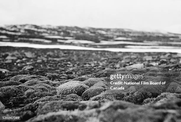 Ground-level view of moss-covered rocks on one of the Queen Elizabeth Islands in the Canadian Arctic Archipelago, Canada, 1958. The photo was taken...
