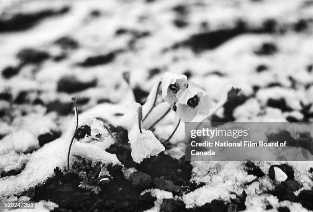 Ground-level view of flowers in the snow on one of the Queen Elizabeth Islands in the Canadian Arctic Archipelago, Canada, 1958. The photo was taken...