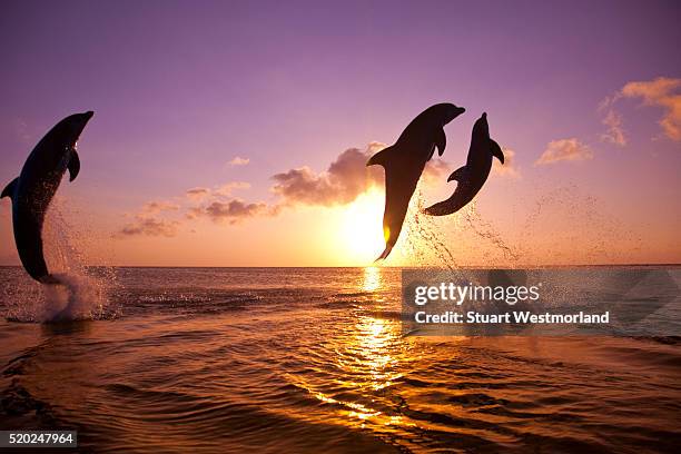 bottlenose dolphins at sandy bay - dolfijn stockfoto's en -beelden