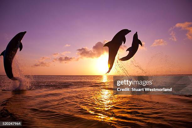 bottlenose dolphins at sandy bay - dolphins - fotografias e filmes do acervo