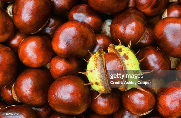 horse chestnuts - castagno foto e immagini stock