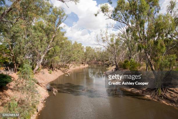 red gum trees along the banks of the murray river - murray river foto e immagini stock
