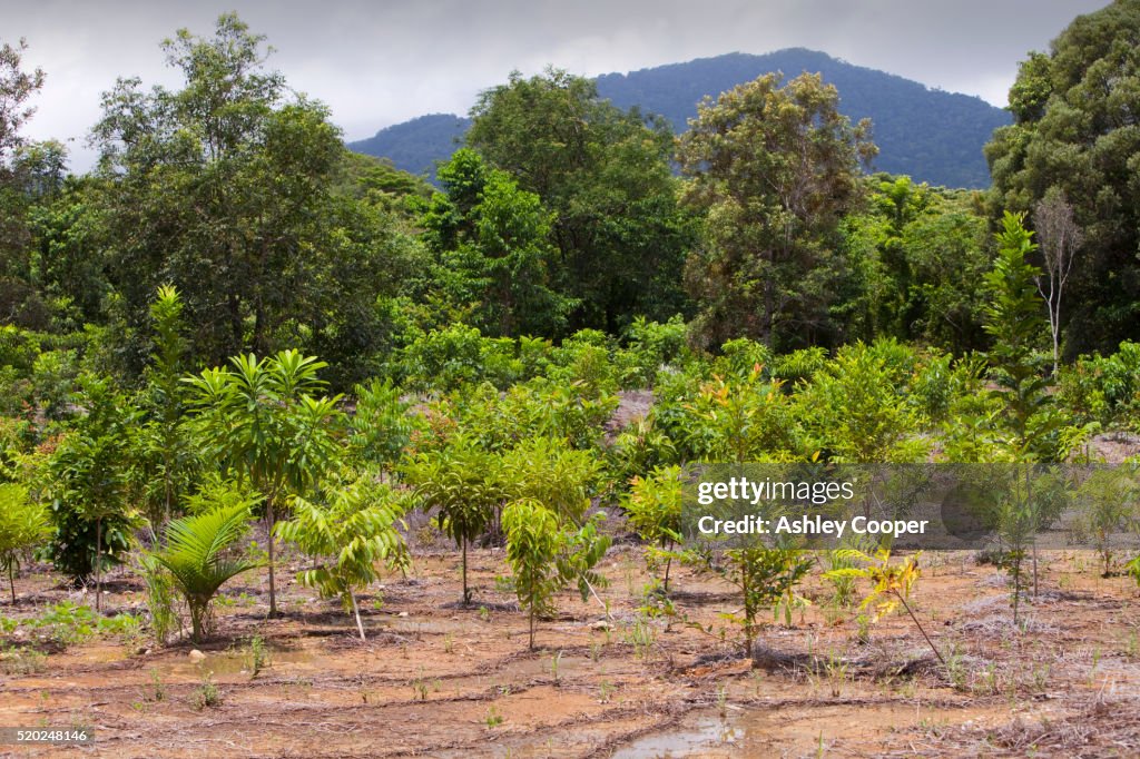 Trees planted by the Australian Rainforest Foundation in the Daintree rainforest