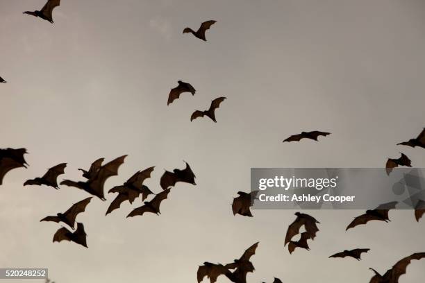 flying foxes in flight - bat ストックフォトと画像