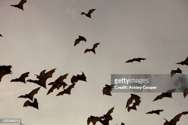 flying foxes in flight - bat mammal stock pictures, royalty-free photos & images