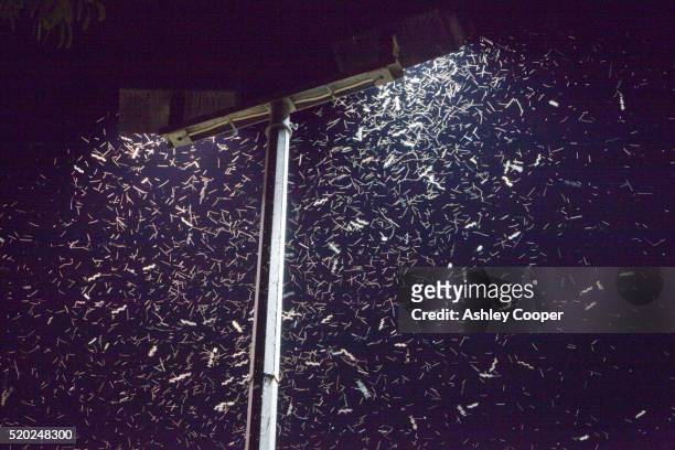 insects attracted to flood light in orbost - nattfjäril bildbanksfoton och bilder